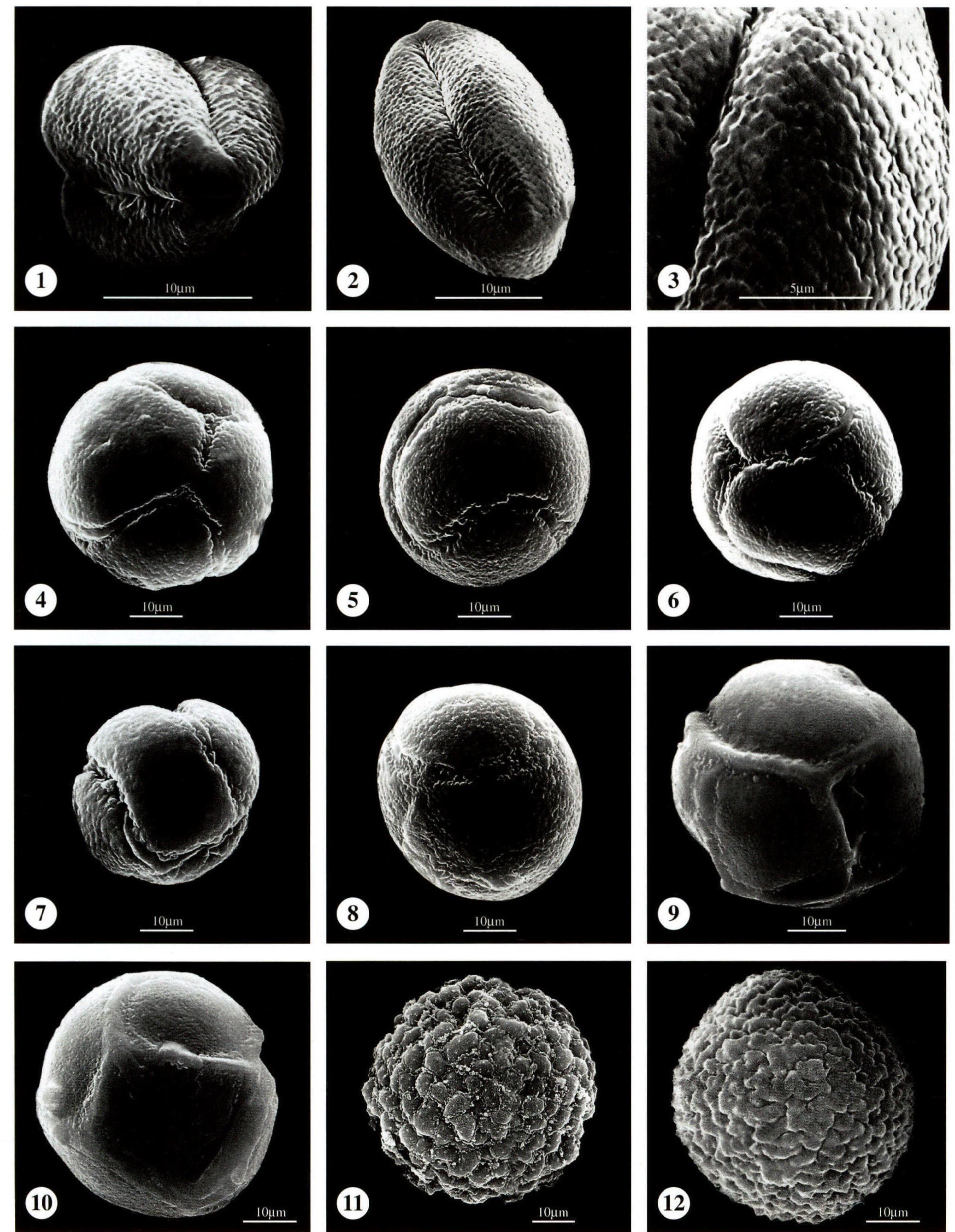 图版9 小檗科 Berberidaceae；胡椒科 Piperaceae